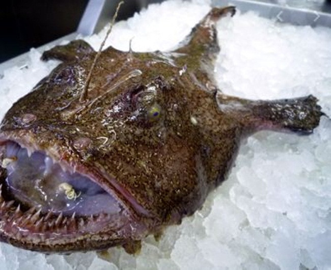 Con cá xấu như quỷ, răng sắc nhọn ghê người mà giá hơn 1 triệu đồng/kg Con ca xau nhu quy, rang sac nhon ghe nguoi ma gia hon 1 trieu dong/kg