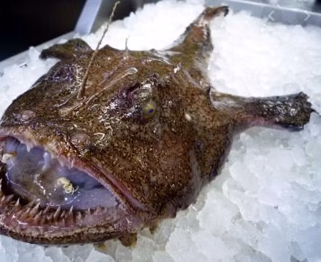 Con ca xau nhu quy, rang sac nhon ghe nguoi ma gia hon 1 trieu dong/kg