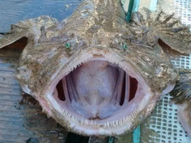 Có một số nơi vẫn dùng cách đánh bắt truyền thống là dùng lưới rê và không cần dùng mồi.