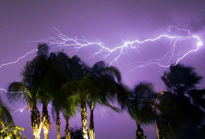 Những cây cọ xô nghiêng theo gió, đằng sau là những tia chớp sáng rực trên bầu trời ở Mesa, Arizona.