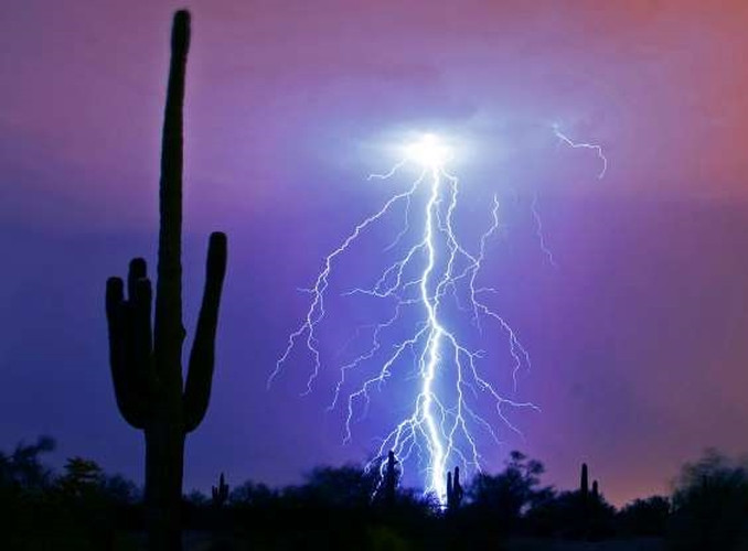 Hình ảnh những tia chớp này cũng "gai góc" không kém cây xương rồng.