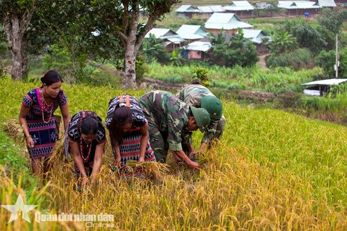 Cán bộ, chiến sĩ Đồn Biên phòng Axan (xã Axan, huyện Tây Giang, tỉnh Quảng Nam) gặt lúa giúp đồng bào dân tộc Cơ Tu.