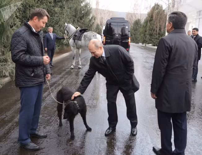 Tổng thống Putin cùng với chú chó Taigan. Đây là món quà của Tổng thống Kyrgyz Sooronbay Jeenbekov tặng ông Putin trong chuyến thăm Kyrgyzstan tuần này.