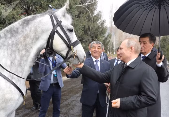  Tổng thống Putin chụp ảnh cùng ngựa Orlov Trotter. Đây là món quà mà Tổng thống Kyrgyzstan Sooronbay Jeenbekov tặng ông Putin hôm 28/3 vừa qua.