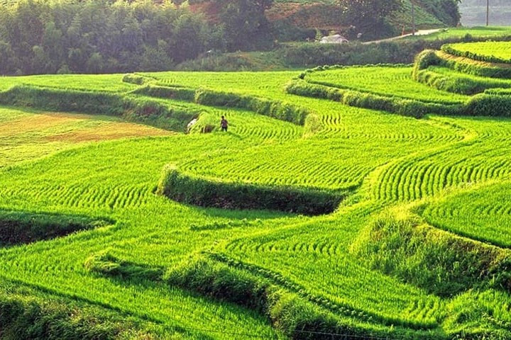 Ruộng lúa bậc thang ở tỉnh Nam Gyeongsang như thế này có tên gọi “daraknon” trong tiếng Triều Tiên/Hàn Quốc.