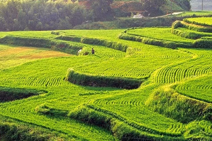 Ruộng lúa bậc thang ở tỉnh Nam Gyeongsang như thế này có tên gọi “daraknon” trong tiếng Triều Tiên/Hàn Quốc.