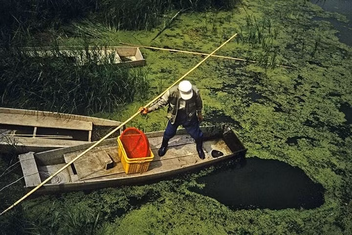 Vùng đất ngập nước Upo trải rộng tới 5.50km2 và có hơn 1.000 loài sinh vật.