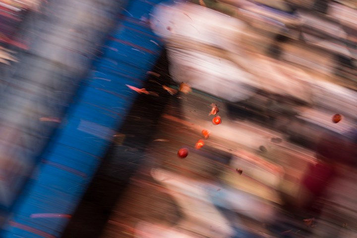 Những trái cà chua được hàng nghìn người tham gia ném vào nhau.