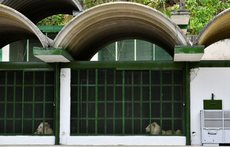 Su tu trang “khuay dong” vuon thu thu do cua Venezuela-Hinh-3