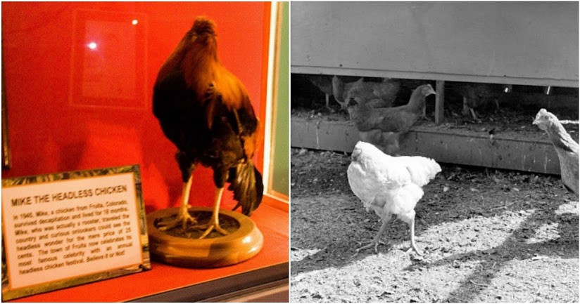 Năm 1945, một con gà tên Mike sống được 18 tháng trong tình trạng bị mất phần đầu. Chủ của con gà là người nông dân ở Colorado (Mỹ). Người này chặt đầu con gà để làm thịt nhưng không ngờ nó vẫn sống thêm một năm rưỡi khiến công chúng kinh ngạc.