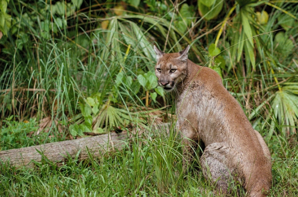 Nhung loai vat thoat canh tuyet chung nho sinh vat xam lan