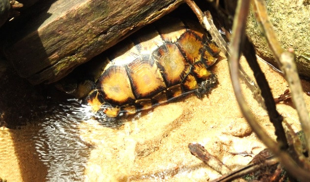 Rùa núi Viền có tên khoa học là Manouria impressa. Đây là loài động vật bản địa của các khu vực rừng miền núi tại Trung Quốc, các nước Đông Nam Á (trong đó có ở Việt Nam).