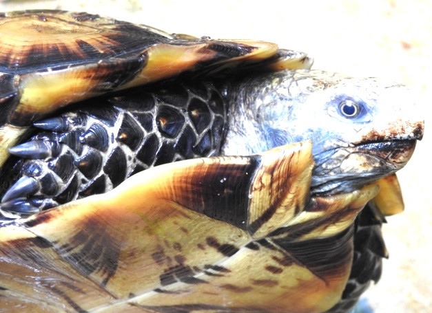 Thuộc chi Manouria là một chi Rùa trong họ Rùa cạn hay họ Rùa núi – Testudinidae, môi trường sinh sống của rùa núi Viền là trên cạn. Chúng thường sống ở các khe rãnh, thung lũng.