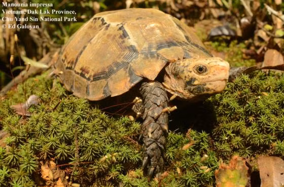 Rùa núi Viền được liệt kê trong Sách đỏ Việt Nam, thuộc danh mục động vật rừng nguy cấp, quý, hiếm nhóm IIA, cần được ưu tiên bảo vệ và bảo tồn.