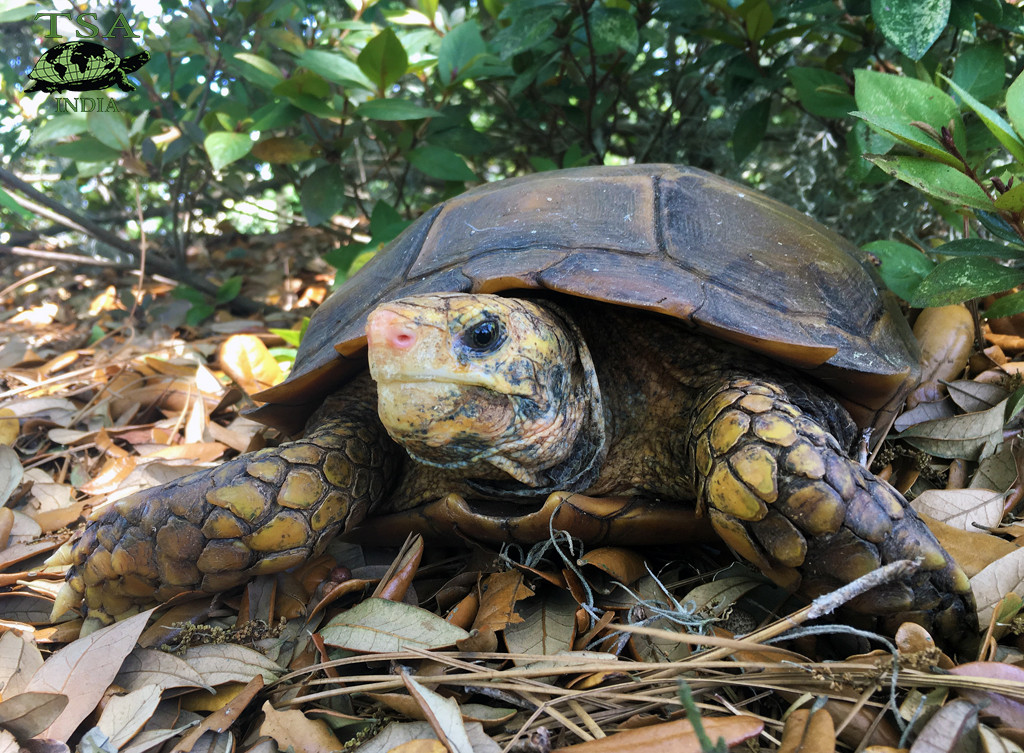 Thức ăn chủ yếu của loài rùa núi Viền là các loại quả rụng, nấm và những mầm cỏ non…