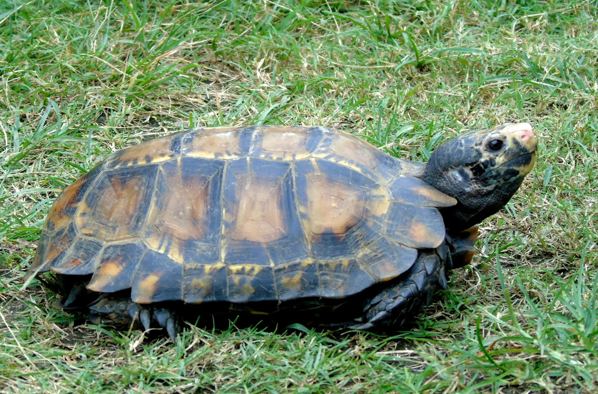 Loài rùa núi Viền hoạt động mạnh vào chiều tối. Đa phần thời gian ban ngày chúng trú ẩn trong các hang, hốc...