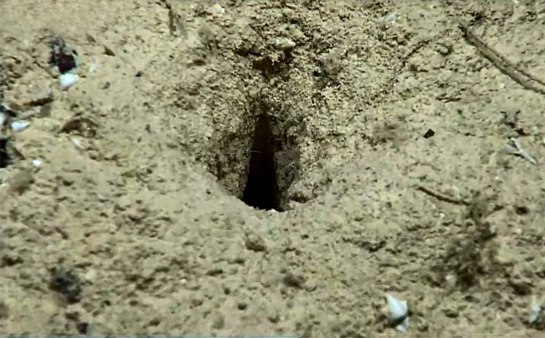 Chia sẻ về phát hiện này, các nhà chuyên gia của NOAA cho hay: "Những lỗ thủng này đã được báo cáo trước đây từ khu vực. Thế nhưng, nguồn gốc của chúng vẫn còn là một bí ẩn".