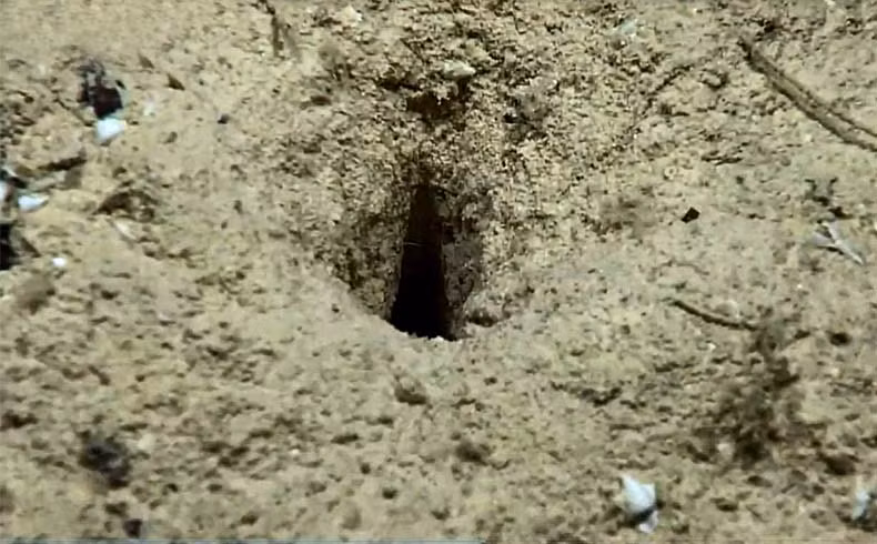 Chia sẻ về phát hiện này, các nhà chuyên gia của NOAA cho hay: "Những lỗ thủng này đã được báo cáo trước đây từ khu vực. Thế nhưng, nguồn gốc của chúng vẫn còn là một bí ẩn".