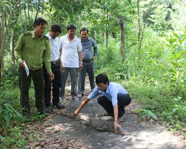 Kỳ đà hoa trở nên hung dữ khi bị đe dọa và vết cắn của chúng chứa nọc độc nhẹ, đôi khi mang vi khuẩn gây hại.