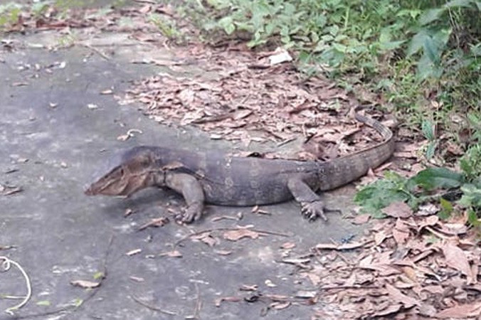 Thức ăn chủ yếu của kỳ đà hoa là cá, rắn, ếch nhái và thức ăn thừa do con người để lại.