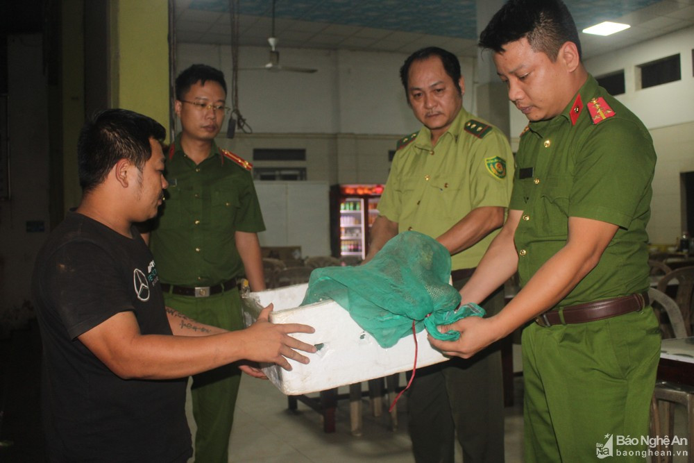 Vào ngày 19/10, Công an huyện Quỳnh Lưu và Hạt Kiểm lâm Quỳnh Lưu - Hoàng Mai, tỉnh Nghệ An tiếp nhận 12 cá thể kỳ đà hoa quý hiếm có tổng trọng lượng 20 kg do anh Nguyễn Hoàng Phú, tài xế xe khách tuyến Đắc Lắk - Hà Nội, tự nguyện giao nộp.