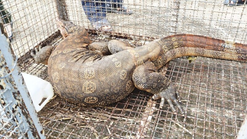 Kỳ đà hoa là loài động vật rừng nguy cấp, quý, hiếm nằm trong Nhóm IIB, Nghị định số: 32/2006/NĐ-CP của Chính phủ về quản lý thực vật rừng, động vật rừng nguy cấp, quý hiếm. Theo đó, mọi hành vi săn bắt, giết, vận chuyển, buôn bán, nuôi nhốt trái phép đều bị nghiêm cấm.