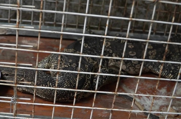 Khi trưởng thành, các cá thể kỳ đà hoa có thể đạt chiều dài cơ thể tới hơn 3m.