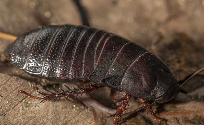 Australia là nơi sinh sống của 11 loại gián gỗ Panesthia. Loài côn trùng này thường đào hang trên núi và chuyên ăn các khúc gỗ mục nát trong các khu rừng trên bờ biển phía bắc và phía đông nước này.