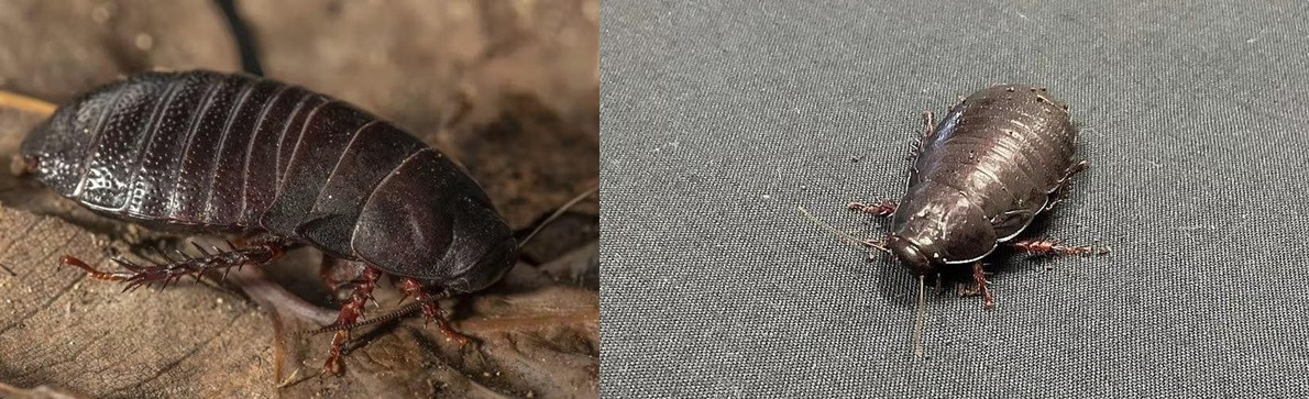 Các nhà khoa học nhận định loài gián ăn gỗ rất quan trọng để duy trì một hệ sinh thái cân bằng trên đảo vì chúng giúp đẩy nhanh quá trình phân hủy gỗ mục và cũng là nguồn thức ăn cho nhiều loài động vật khác.