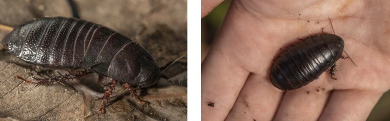 Mỗi cá thể gián Panesthia lata trưởng thành có chiều dài 22 - 40 mm. Chúng có cơ thể màu hơi đỏ hoặc đen, óng ánh như kim loại.