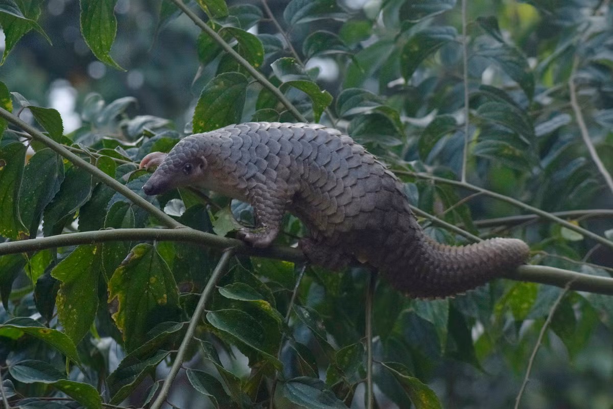 Chân của tê tê Java có móng dài và cong. Đuôi chúng khá dài, hơn 4/10 chiều dài. Đuôi của chúng rất khỏe, chỏm đuôi có da trơn và leo trèo rất giỏi.