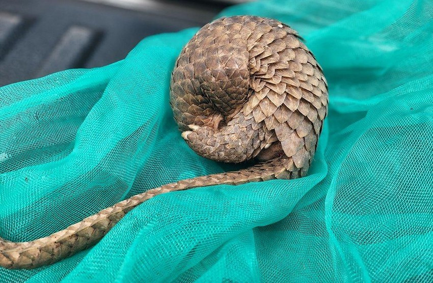 Vào ngày 4/10, Chi cục Kiểm lâm TP.HCM thông tin đơn vị này mới tiếp nhận một cá thể tê tê Java cái nặng khoảng 1 kg do ông Lưu Văn Hiềng (40 tuổi, ngụ quận 12, TP.HCM) tự nguyện giao nộp. Ông Hiềng cho hay đã mua cá thể tê tê Java này từ một người bán dạo vào cuối tháng 9/2022.