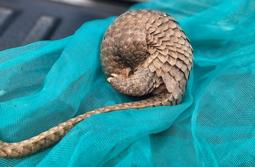 Vào ngày 4/10, Chi cục Kiểm lâm TP.HCM thông tin đơn vị này mới tiếp nhận một cá thể tê tê Java cái nặng khoảng 1 kg do ông Lưu Văn Hiềng (40 tuổi, ngụ quận 12, TP.HCM) tự nguyện giao nộp. Ông Hiềng cho hay đã mua cá thể tê tê Java này từ một người bán dạo vào cuối tháng 9/2022.