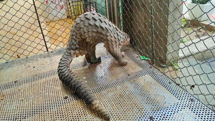 Khi ấy, ông Hiềng cùng một số người bạn đi trên đường ở huyện Bắc Bình (tỉnh Bình Thuận) thì thấy có một người bán dạo chim cu đất, rắn (loại không có nọc độc) và một con tê tê.