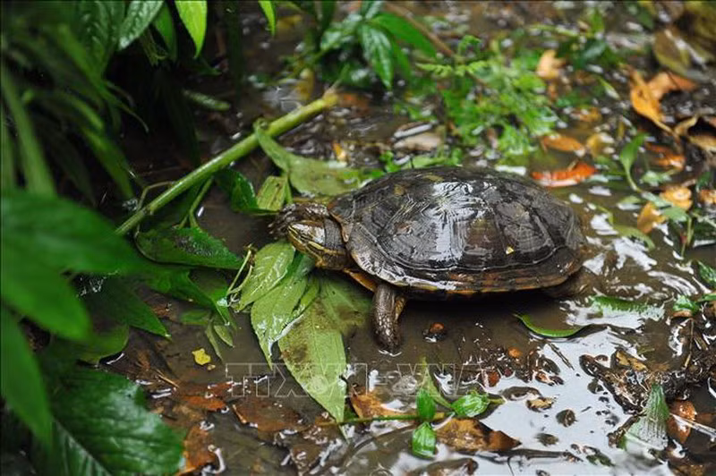 Trong cuộc hội thảo công bố báo cáo "Chợ rùa trên mạng Sôi động thị trường rùa trên Facebook và Youtube ở Việt Nam năm 2021” do Trung tâm Con người và Thiên nhiên (PanNature) và Chương trình Bảo tồn Rùa châu Á (ATP) thuộc Tổ chức Indo-Myanmar Conservation (IMC) phối hợp tổ chức sáng ngày 14/10, nhiều loài rùa bản địa ở Việt Nam đứng trước nguy cơ tuyệt chủng ngoài tự nhiên.