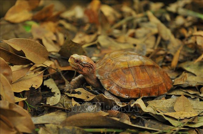 Cùng với rùa cạn và rùa nước ngọt, 5 loài rùa biển của Việt Nam cũng đã được “Danh lục Đỏ” của IUCN liệt vào danh sách các loài có nguy cơ tuyệt chủng ngoài tự nhiên. Ngoài ra, 1 loài rùa sắp bị đe dọa và 1 loài chưa được đánh giá.