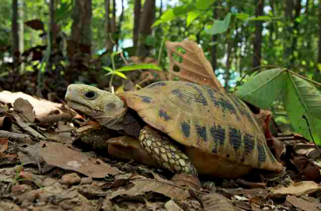 Rùa núi vàng (Indotestudo elongata) hay còn gọi rùa vàng. Đây là loài rùa quý hiếm với phần mai chủ yếu là màu vàng đặc trưng. Khi trưởng thành, cá thể rùa núi vàng nặng khoảng 3,5 kg, chiều dài cơ thể từ 30 - 30,5 cm.