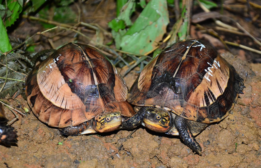 Ông Hoàng Văn Hà, thành viên Chương trình bảo tồn Rùa châu Á (ATP) cho biết Việt Nam hiện là nơi cư trú của 31 loài rùa (bao gồm 26 loài rùa cạn, rùa nước ngọt và 5 loại rùa biển), chiếm 8,68% trong tổng số 357 loài rùa hiện còn được ghi nhận trên thế giới. So sánh ở châu Á, Việt Nam có tới 34,83% loài rùa bản địa của khu vực này.