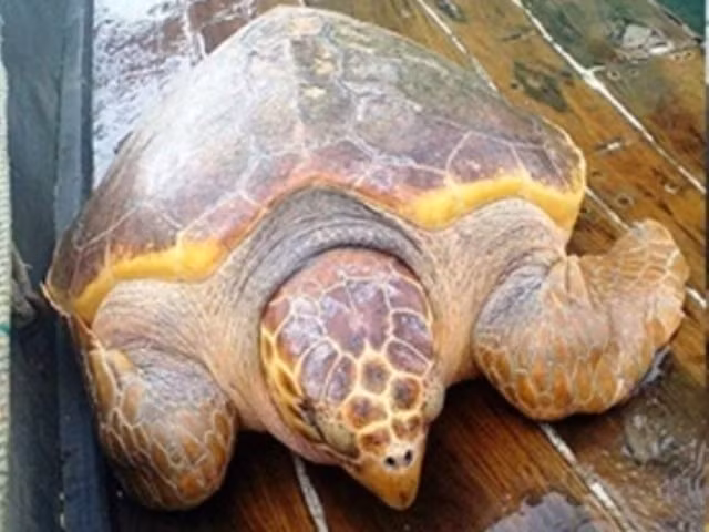 Trung tâm Con người và Thiên nhiên và Chương trình bảo tồn Rùa châu Á nhận định nạn săn bắt cùng với tình trạng buôn bán trái phép và mất môi trường sống là hai mối đe dọa lớn nhất đối với sự tồn tại của các loài rùa tại Việt Nam, trong đó nạn săn bắt và buôn bán trái phép được coi là nguyên nhân chính.