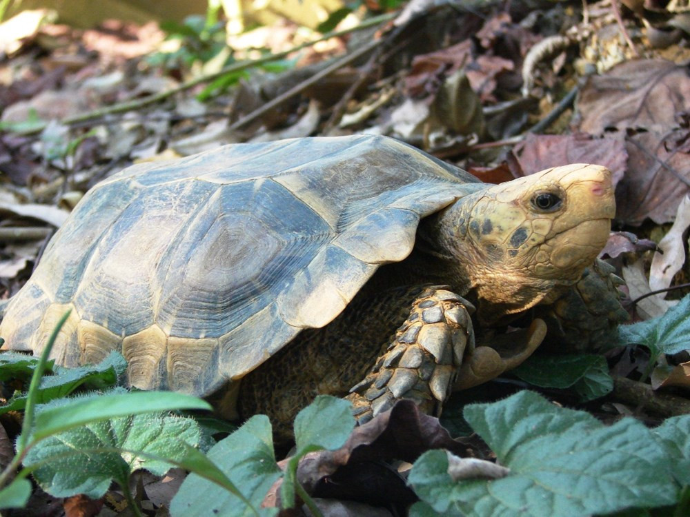 Trong khi đó, Danh lục Đỏ của Liên minh Bảo tồn thiên nhiên Quốc tế (IUCN) liệt kê 24 loài rùa cạn và rùa nước ngọt nằm trong danh sách các loài có nguy cơ tuyệt chủng ngoài tự nhiên. Trong số này có tới 15 loài rùa ở mức độ rất nguy cấp, 8 loài ở mức độ nguy cấp và 1 loài ở mức sắp nguy cấp.