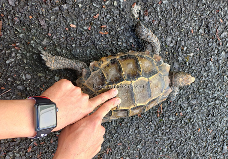 Rùa núi vàng phân bố ở những vùng có khí hậu nhiệt đới, nơi có nguồn nước dồi dào. Chúng được ghi nhận ở các quốc gia gồm: Ấn Độ, Lào, Thái Lan, Campuchia, Nepal, Bangladesh, Trung Quốc, Malaysia và Việt Nam. Ở Việt Nam, rùa núi vàng phân bố ở các tỉnh: Cao Bằng, Hòa Bình, Hà Nội, Lạng Sơn, Bắc Giang, Tây Ninh, Gia Lai, Đăk Nông...