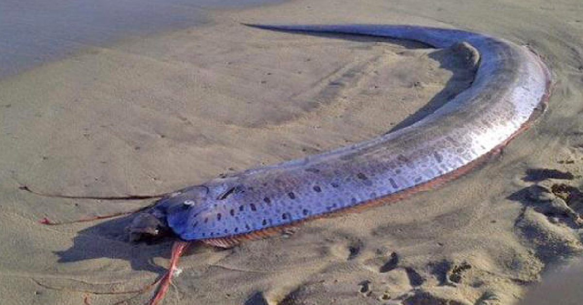 Truyền thuyết về loài cá này càng được nhiều người biết đến hơn sau khi một loạt trận động đất và sóng thần xảy ra tại Fukushima, Nhật Bản vào năm 2011 khiến 20.000 người thiệt mạng. Theo Kyodo News, ít nhất hàng chục con cá rồng đã bị đánh dạt vào các bãi biển tại Nhật Bản trước khi xảy ra những trận động đất trên.