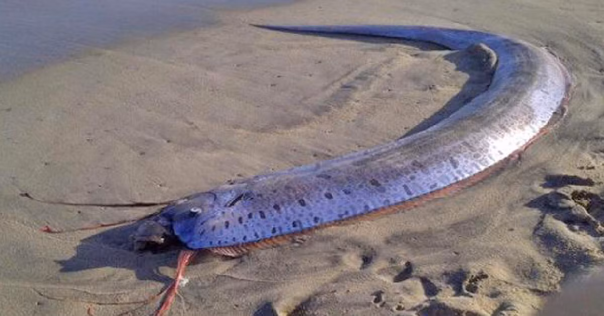 Truyền thuyết về loài cá này càng được nhiều người biết đến hơn sau khi một loạt trận động đất và sóng thần xảy ra tại Fukushima, Nhật Bản vào năm 2011 khiến 20.000 người thiệt mạng. Theo Kyodo News, ít nhất hàng chục con cá rồng đã bị đánh dạt vào các bãi biển tại Nhật Bản trước khi xảy ra những trận động đất trên.