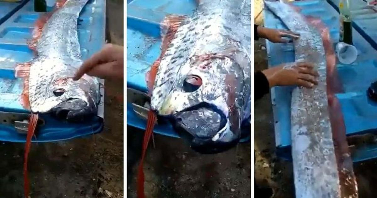 Theo đó, cá rồng biển bị thu hút tới vùng biển này để săn mồi rồi bị sóng đánh dạt vào bờ biển. Vì vậy, một số chuyên gia bác bỏ cá rồng biển có khả năng dự báo động đất.