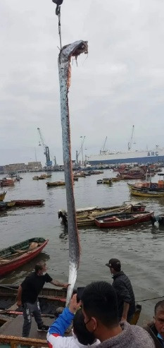 Vào ngày 5/10, người dân ở Sinaloa, bang ven biển của Mexico vừa phát hiện một con cá rồng biển (oarfish) dài khoảng 4,8m trôi dạt vào bờ. Sau đó con vật được ngư dân đưa lên xe tải.