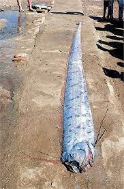 Một số nhà nghiên cứu suy đoán mối liên quan giữa cá rồng biển và động đất chỉ mang tính trung gian. Dòng hải lưu thường thay đổi trong cơn bão và động đất có thể cuốn các sinh vật phù du, loài giáp xác và mực tới vùng biển nông.