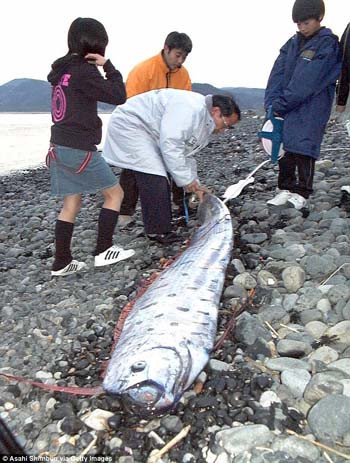 Loài cá này có hình dáng khá giống như sợi ruy-băng, với phần thân ngang khá mỏng cùng vây lưng chạy dọc theo toàn bộ chiều dài thân. Do chiều dài đặc biệt cùng phần vây màu đỏ nên oarfish được mệnh danh là rắn biển khổng lồ hay "rồng biển".