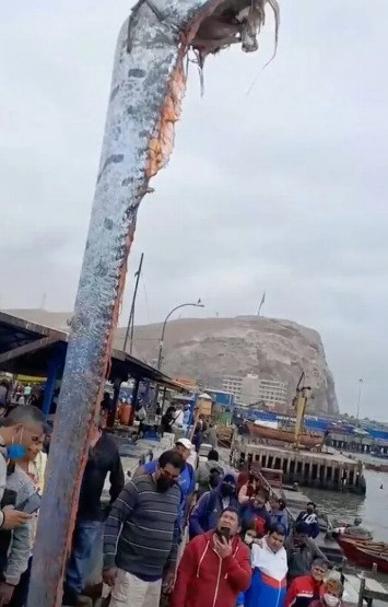 Người dân ở Mexico quan niệm cá rồng biển dạt vào bờ có thể là điềm báo của một thảm kịch thiên nhiên lớn sắp xảy ra. Thảm kịch đó chính là động đất.