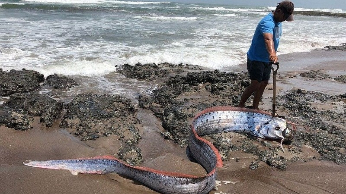 Cá rồng biển thuộc họ Regalecus có thể dài tới 17m, thường sinh sống ở độ sâu 200 - 1.000m.