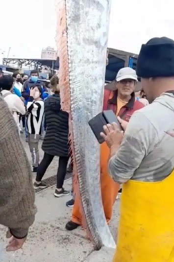 Tương tự, người dân ở Nhật Bản gọi cá rồng biển với tên gọi “Ryugu no tsukai” (trong tiếng Nhật có nghĩa là “Sứ giả từ Long Cung”). Truyền thuyết của nước này kể rằng, loài cá rồng biển thường dạt lên bờ biển trước khi xảy ra các trận động đất.